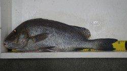 天神崎　夜釣りでコロダイ55cm&54cm