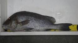 天神崎　夜釣りでコロダイ55cm&…