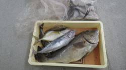 串本和深の地磯にてコロダイ・イトフエフキ・…