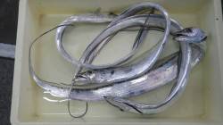 田辺・天神崎でのタチウオワインド、夜明け前…