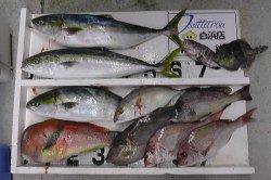 串本カセにて８目達成！メジロ・ウスバ・マハタ・マダイ・イラなど