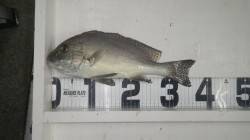 みなべ堺堤防にてカゴ釣りでコロダイ・へダイ…