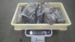 みなべ沖磯カマヤ　ヤエンでアオリイカ～855ｇ8杯・総重量3655ｇ！