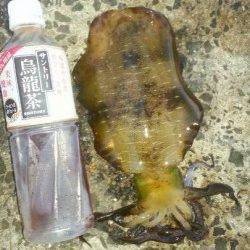 日本海エギング調査！　アオリイカ数はとれるがサイズは今後に期待