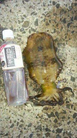 日本海エギング調査！　アオリイカ数はとれるがサイズは今後に期待