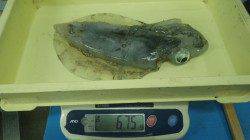 白浜千畳敷　エギングでアオリイカアオリイカ940ｇ&675ｇ