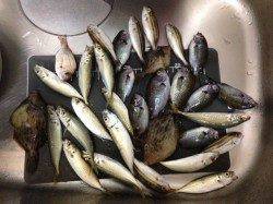 大蔵海岸　サビキでアジ&アオイソメの胴突き仕掛けでカワハギ