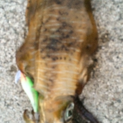 衣奈でエギング　人生初のアオリ！