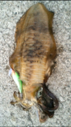 衣奈でエギング　人生初のアオリ！