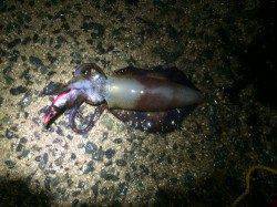 伊根　エギング釣行は2投目でヒット