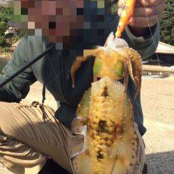 宮津エリアのアオリイカすくすく成長中！　長江にてエギングで15ハイ