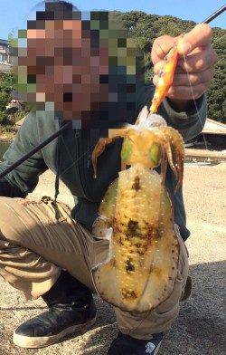 宮津エリアのアオリイカすくすく成長中！　長江にてエギングで15ハイ