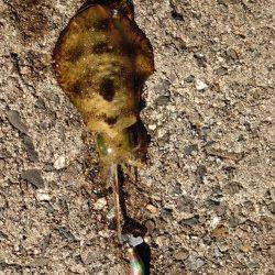 柴山港　エギンガーの姿は少なめの中コロッケサイズ2ハイ