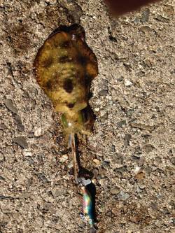 柴山港　エギンガーの姿は少なめの中コロッケ…