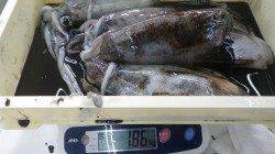 白浜・椿の地磯にてアオリイカ５杯で1.8キロ