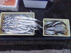 芳養堤防での夜釣りの釣果　タチウオ27匹・カマス29匹・アジ