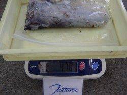 みなべ堺の堤防でエギングでアオリイカ470g