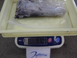 みなべ堺の堤防でエギングでアオリイカ470…