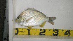 みなべ堺堤防にてカゴ釣りでコロダイ・へダイ