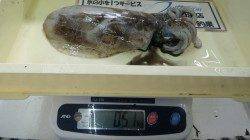白浜・椿の地磯にてアオリイカ５杯で1.8キロ