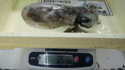 白浜・椿の地磯にてアオリイカ５杯で1.8キ…