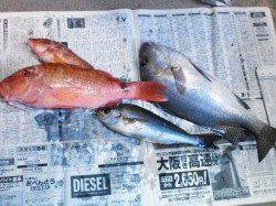 すさみ町防波堤で夜釣り　コロダイ、メンドリ2匹、イサギ