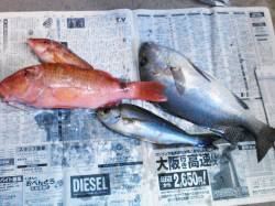 すさみ町防波堤で夜釣り　コロダイ、メンドリ…