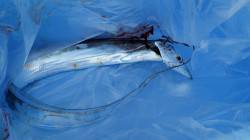 芳養堤防で太刀魚朝まづめ狙い！