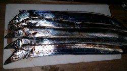 ワインドでタチウオの釣果　堺堤防、芳養堤防にて