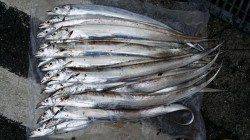 芳養堤防　朝まづめにワインドでタチウオ、アタリ多かったです