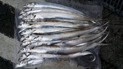 芳養堤防　朝まづめにワインドでタチウオ、ア…