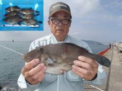 平磯海づり公園　ハゲ掛け仕掛けで良型のウマ…