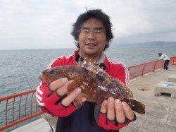 平磯海づり公園　バイブレーションでアコウ31cm！