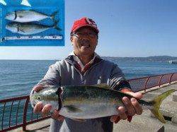 平磯海づり公園　ハマチ	47cm&48cmをキャッチ