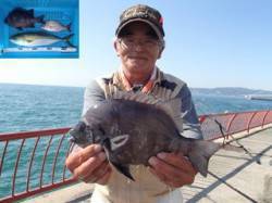 平磯海づり公園　イシダイ・ハマチ・マダイの…