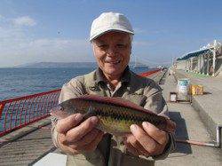 平磯海づり公園　記録賞サイズのベラ24.5cm