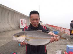 平磯海づり公園でスズメダイをエサにカンパチ…