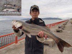 平磯海づり公園　シラサのウキ釣りでスズキ74cm&ハネ54cm