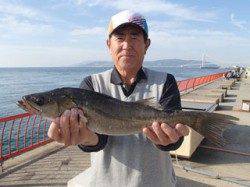 平磯海づり公園　シラサのウキ釣りでハネ52cm