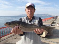 平磯海づり公園　シラサのウキ釣りでハネ52…