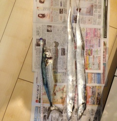 泉佐野　ライトショアジギングでサゴシ、ワインドでタチウオ