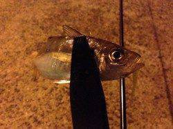 仕事帰りに南港アジングへ直行　ボトム付近でアジの釣果♪