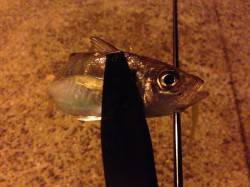 仕事帰りに南港アジングへ直行　ボトム付近で…