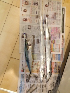 泉佐野　ライトショアジギングでサゴシ、ワインドでタチウオ