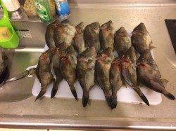 宇久 沖の筏でエギング&カワハギ釣り アオリイカは紫系のエギに好反応