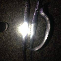 夕方から西宮へ　明るいうちに釣ったサヨリをエサにタチウオ好釣