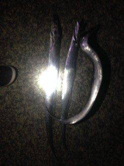 夕方から西宮へ　明るいうちに釣ったサヨリをエサにタチウオ好釣