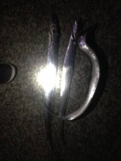 夕方から西宮へ　明るいうちに釣ったサヨリを…