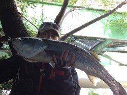 石津川で出ました！ ランカーサイズ84cmのシーバス☆