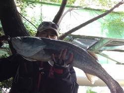 石津川で出ました！ ランカーサイズ84cm…